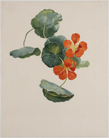 Z 073
<br/>
Oostindische kers (Cresson d'Inde)
<br/>
<em>Brandt, Albertus Jonas (1788-1821)</em>